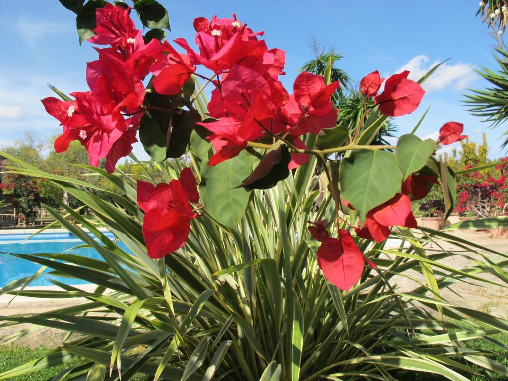 Aumallia Hotel & Spa Felanitx